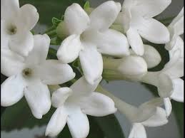 Jasmine Flower Manufacturer Supplier Wholesale Exporter Importer Buyer Trader Retailer in Madurai Tamil Nadu India